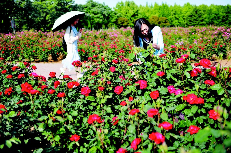 月季花海扮靓校园