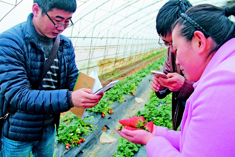 张家楼镇进入特色草莓采摘季,依托优势旅游资源,发展现代有机农业